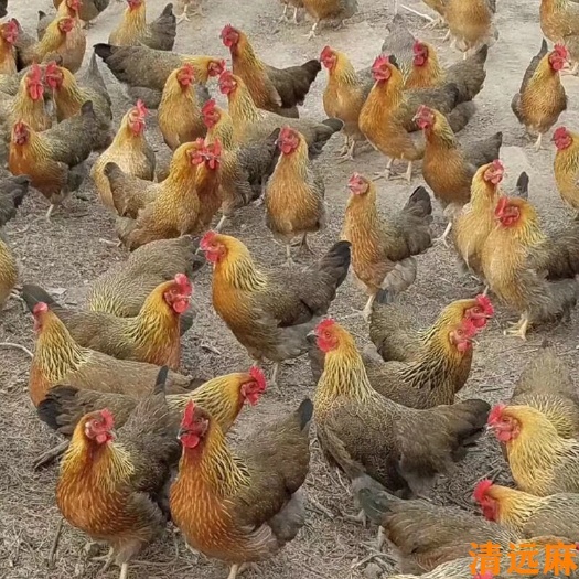 广州清远麻鸡苗孵化厂直销供应全国运输伤亡包赔