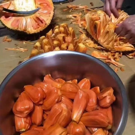 灵山县菠萝蜜苗 泰国红肉菠萝蜜苗 马来西亚一号菠萝蜜苗 四季菠萝蜜