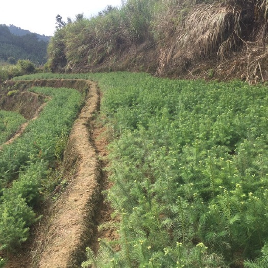 连山县杉木树苗  杉苗价格优惠大量出售