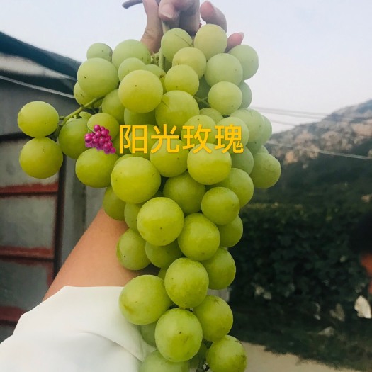 平度市葡萄苗，品种多