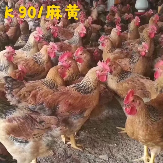 广州K9鸡苗  新广 K901麻黄鸡苗孵化厂直销供应全国运输伤亡包赔