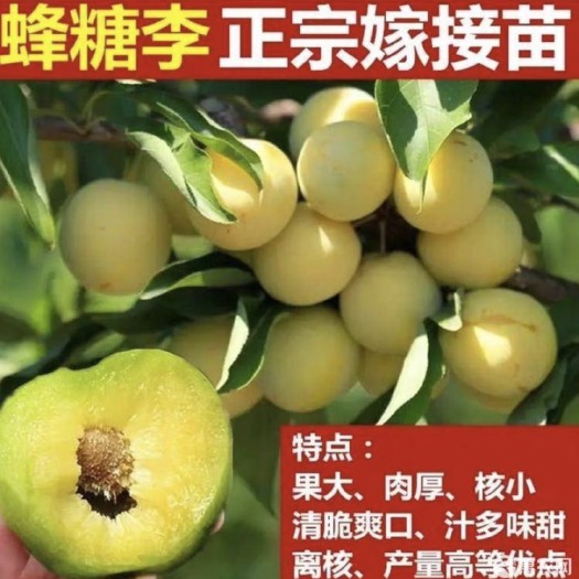 简阳市蜂糖李树苗  峰糖李嫁接苗 品种纯正 现挖发货量大优惠
