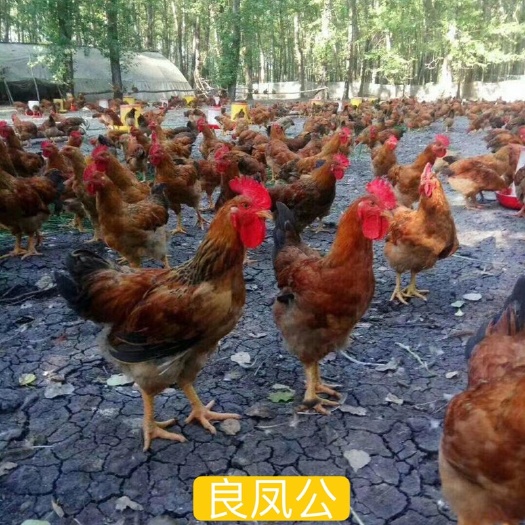 广州良凤花鸡苗快大型鸡苗孵化厂直销供应全国运输伤亡包赔