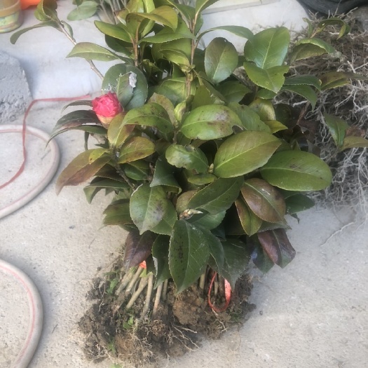 咸宁七芯大红茶花苗茶花苗