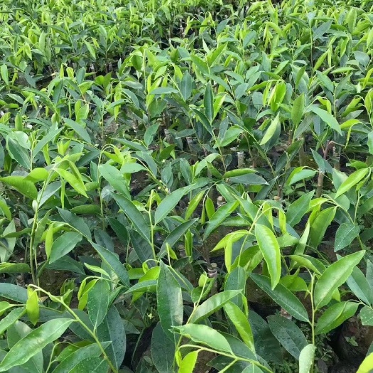 茂名奇楠沉香树  正宗一代电白嫁接棋楠苗品种齐全假一赔十。