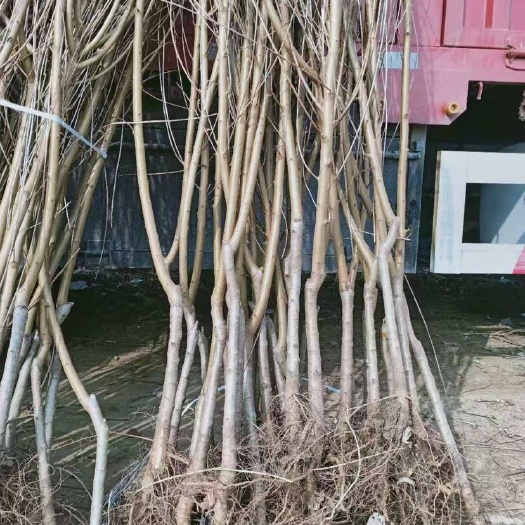 沂水县中油蟠7号桃苗  黄金蟠桃桃树苗油蟠桃7-7号桃树苗2年苗自家种植裸根苗嫁接苗