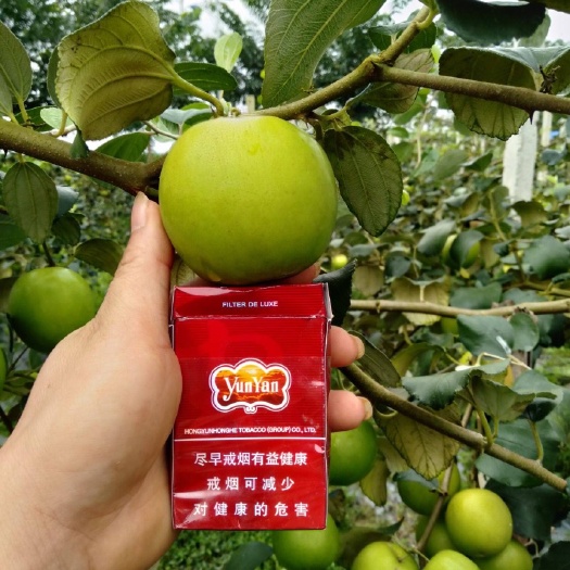 灵山县果树苗 青枣苗 蜜丝枣苗 苹果枣苗 牛奶枣苗 嫁接苗