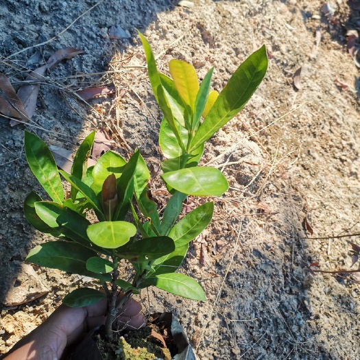 漳浦县龙船花 