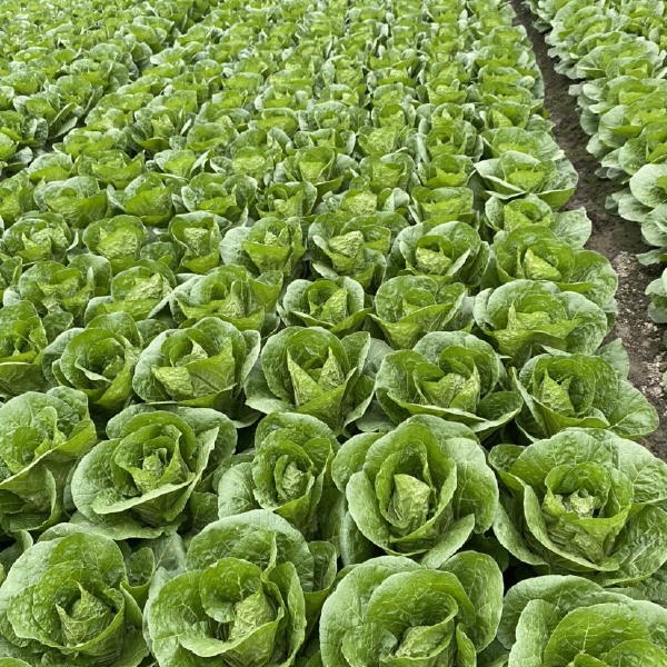 黄心大白菜  四川彭州春白菜，嫩白菜，强春，春福皇等产品大量