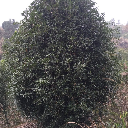 咸宁地笼桂花  桂花原生桩1.5—5公分粗地笼桂 桂花毛球