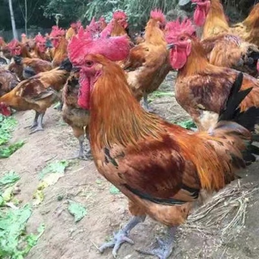 广州大种青脚麻鸡苗铁脚麻鸡苗孵化厂直销供应全国运输伤损包赔