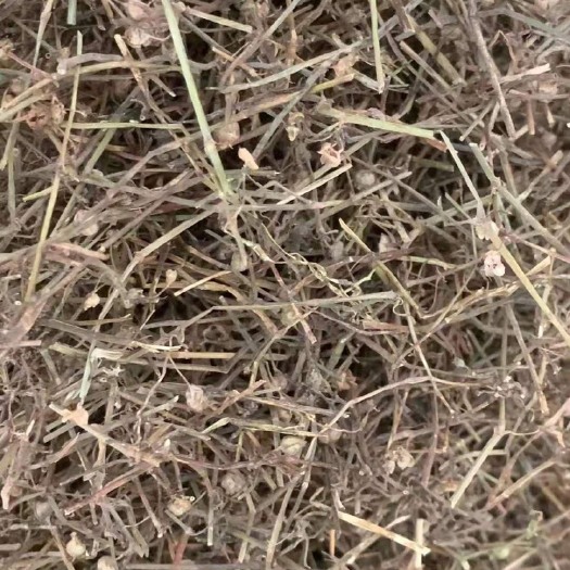 玉林白花蛇舌草  、两斤起发货、支持线上交易、量大从优