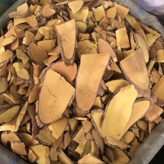 玉林中药材十大功劳 十大功劳 土黄连