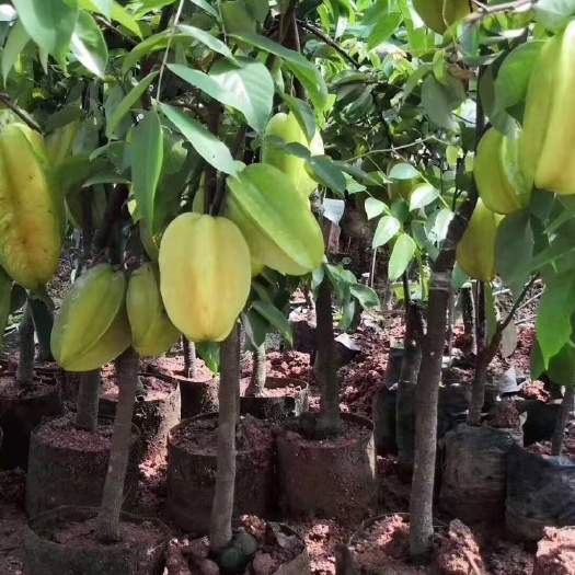 灵山县甜杨桃树  杨桃苗 蜜丝甜杨桃纯甜四季挂果 种植第二年就可以结果