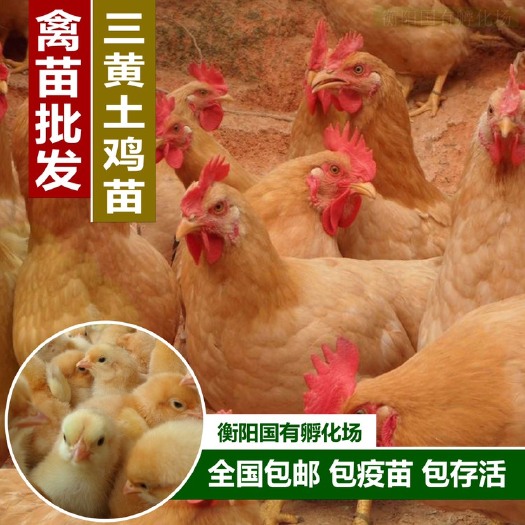 衡阳三黄土鸡苗批发/散养土一三黄土鸡苗/土二三黄鸡苗
