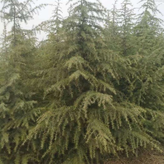 西安自家种植大量雪松，4米以上