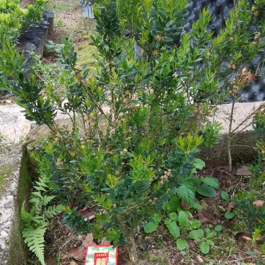 潮州雀舌黄杨