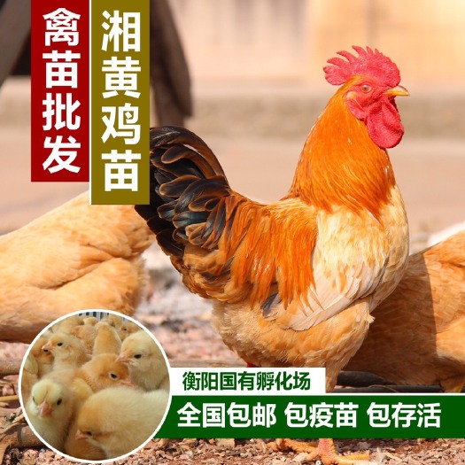 衡阳批发湘黄鸡苗、湖南土鸡苗 土鸡苗 三黄土一鸡苗 公苗