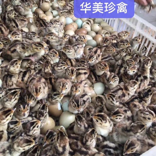 江门厂家直供山鸡苗，品质有保障，运输时间短
