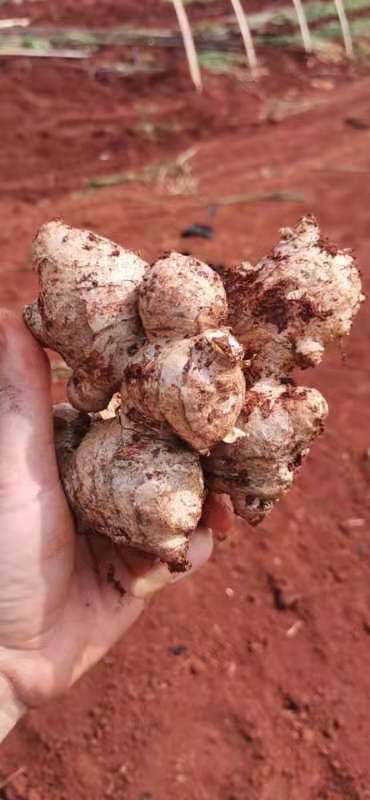 老姜头（可市场，可电商）