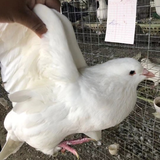 江门肉鸽  3年以上大只老鸽