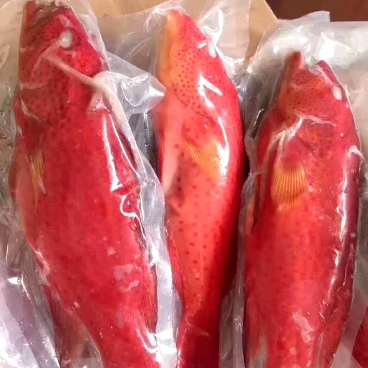 上海东星斑 燕尾斑