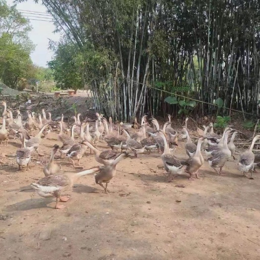 阳春市杂交鹅 大白沙鹅 大种鹅 老鹅 黄脚鹅 均重13斤110天左右