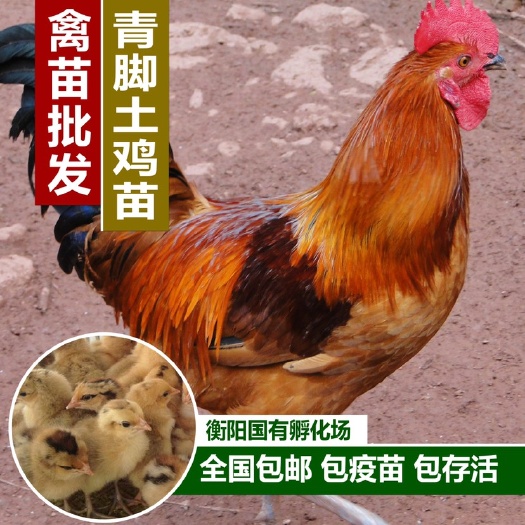 衡阳大量批发青脚土鸡苗 重庆土鸡苗 走地鸡 散养土鸡苗