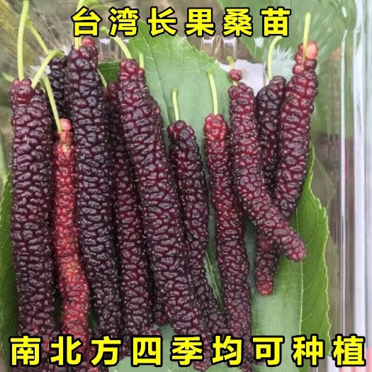 灵山县长果桑苗  桑葚桑树苗 长果桑 当年种植当年结果产量高南北方适合种植