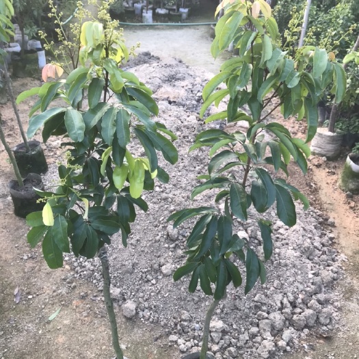 普宁市 龙兰荔枝，嫁接苗