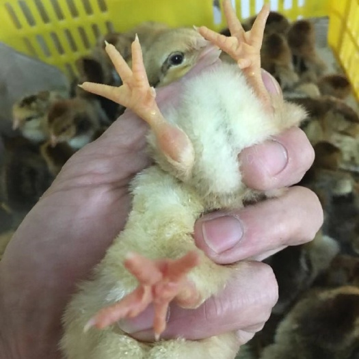 江门麻鸡苗  麻黄k901每三天30000，厂家直销