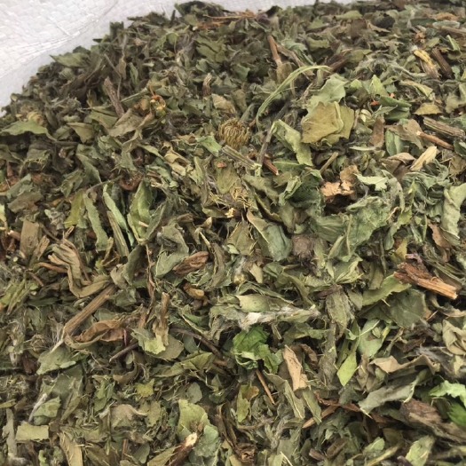 亳州小蓟草 小蓟