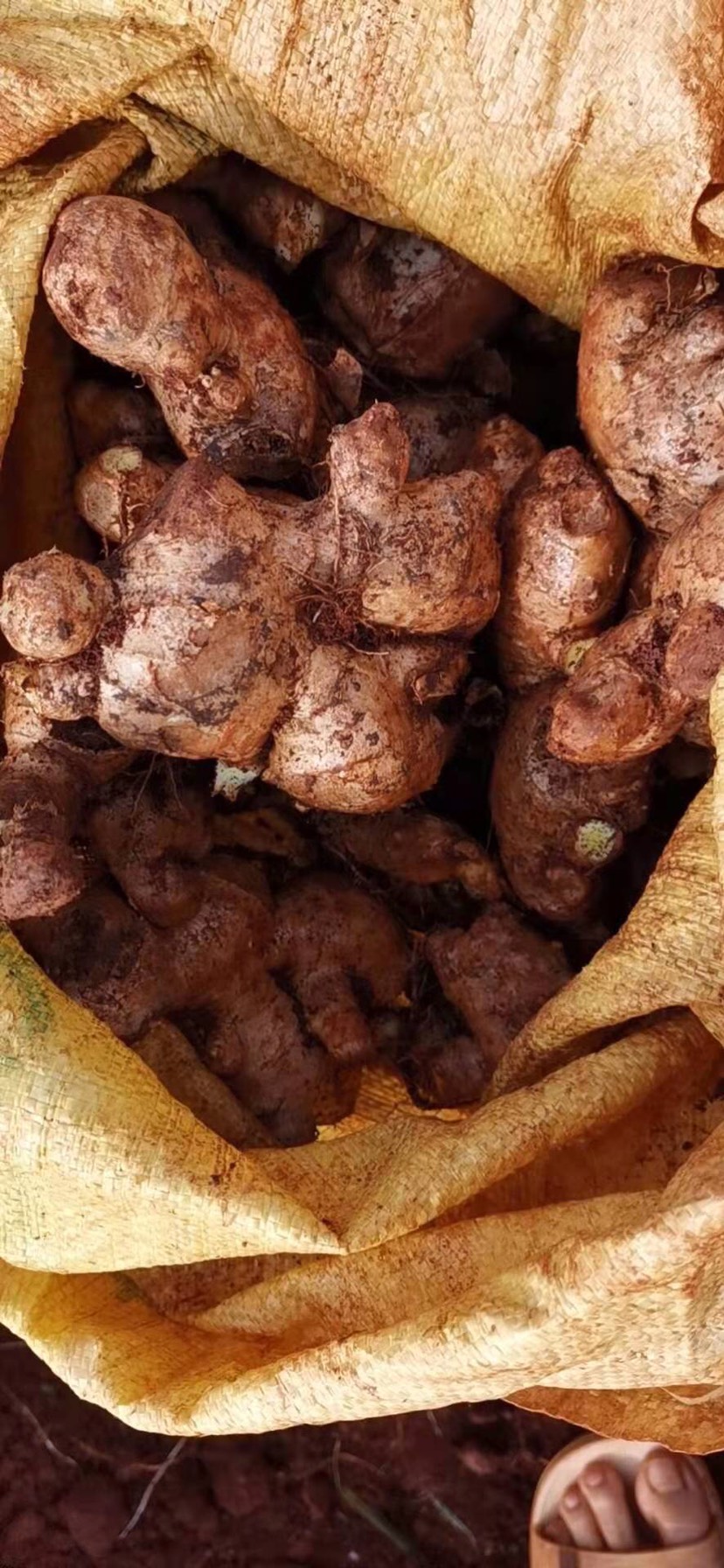 老姜头（可市场，可电商）