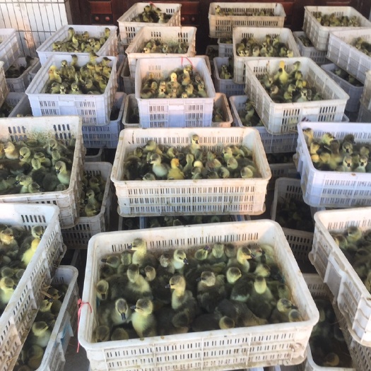 清远马岗鹅苗  大种马岗鹅，马冈鹅，灰鹅，雁鹅，出厂疫苗，存活高