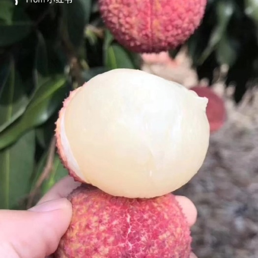 海口无核荔枝，往年特别好销的荔枝。陆桥集团旗下大牌子