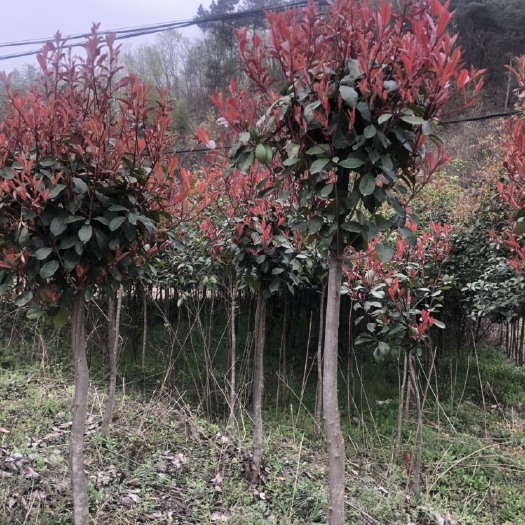 丹江口市高杆红叶石楠  低价出售大量的红叶石楠和桂花树，价格低，品质好，有保障。