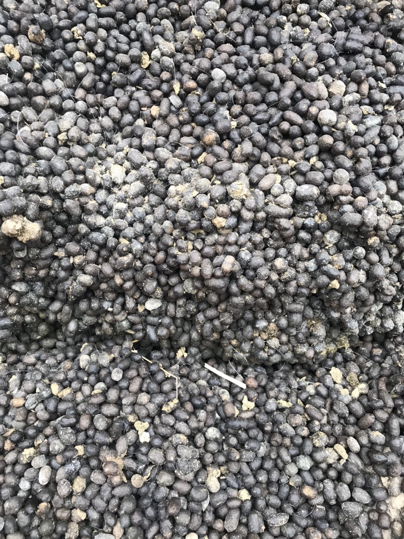 羊粪蛋蛋