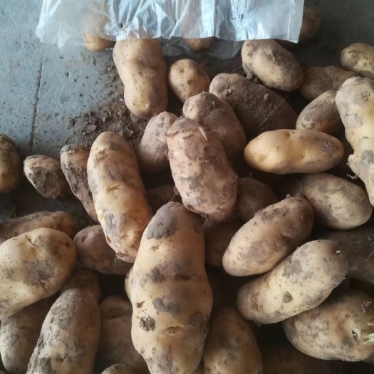 高密市丽薯6号 荷兰十五，量大皮色新鲜，没有发芽的基地直销