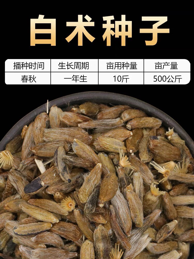 白术种子 