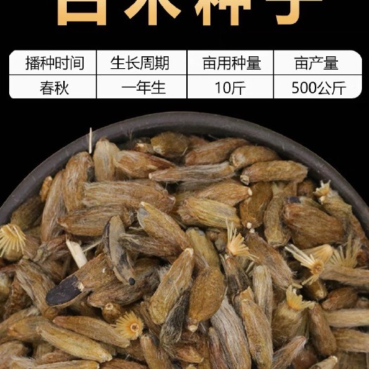 沭阳县白术种子 