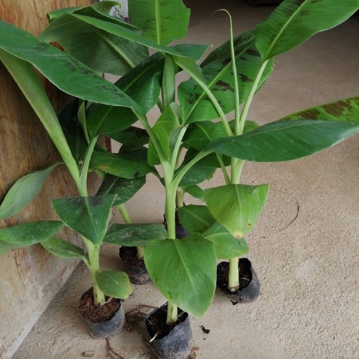 绵阳金粉一号香蕉苗 长期优价供应适合四川种植的热带水果苗：香蕉苗，菠萝苗，桂圆苗