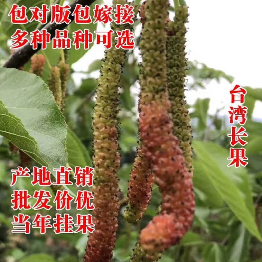 海宁市长果桑苗  超长果桑长果海宁嫁接苗