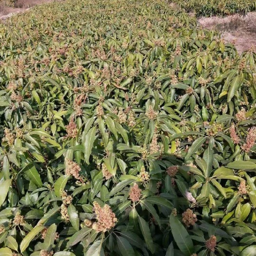 景东县景东晚芒嫁接苗，景东晚熟芒果苗，基地直供，大量供应，不零售