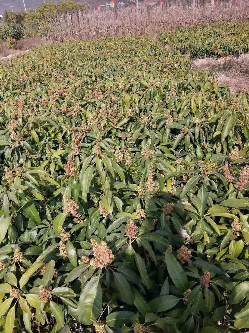 景东晚芒嫁接苗，景东晚熟芒果苗，基地直供，大量供应，不零售