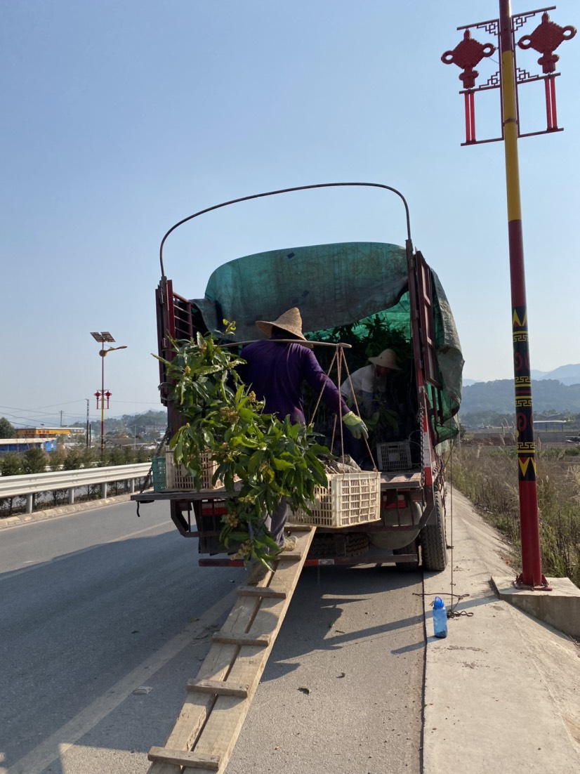 景东晚芒嫁接苗，景东晚熟芒果苗，基地直供，大量供应，不零售