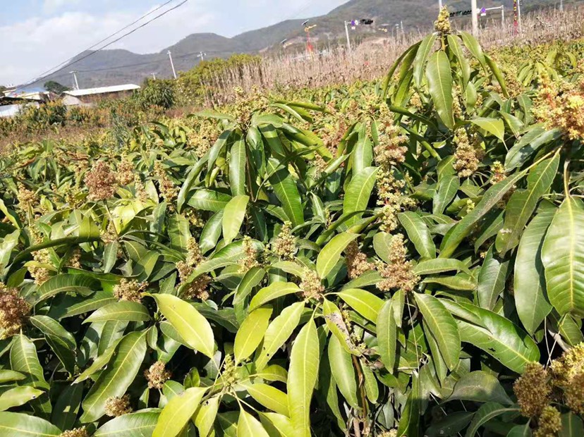 景东晚芒嫁接苗，景东晚熟芒果苗，基地直供，大量供应，不零售