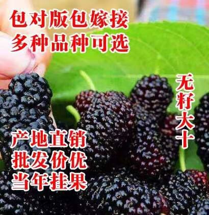 海宁市无籽大十果桑苗  ，一年嫁接苗。