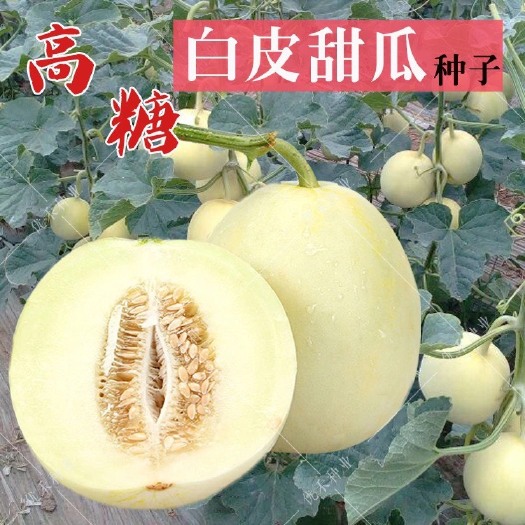邵东市白玉甜瓜种子 高糖白甜瓜种子 甜香瓜传统农家水果 易种植