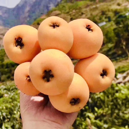 德昌县雨后阳光普照下的精品大五星枇杷，我们只做精品，口感酸甜水分充