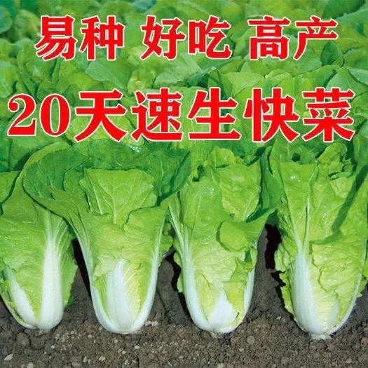 广州白菜种子  20天成熟速生快菜种子四季易种活蔬菜种籽抗病耐热